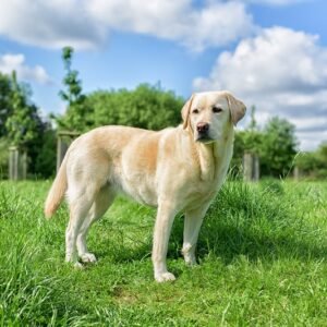 How Long Do Labrador Retrievers Live