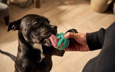 Learn how to train a Labrador puppy at home with this beginner-friendly, step-by-step