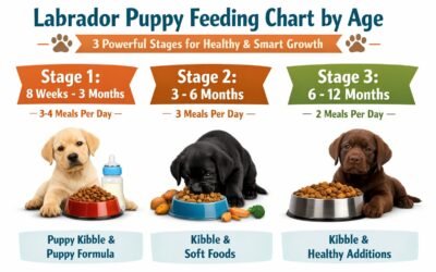 Labrador Puppy Feeding Chart by Age: 3 Powerful Stages for Healthy & Smart Growth