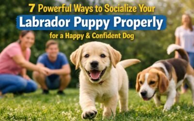 7 Powerful Ways to Socialize Your Labrador Puppy Properly for a Happy & Confident Dog